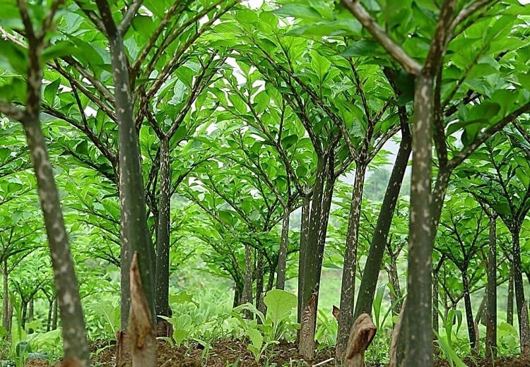 魔芋,去肠砂,排毒,减肥,通便,洁胃,疾病,防治,防糖尿病,平衡,盐分,补钙