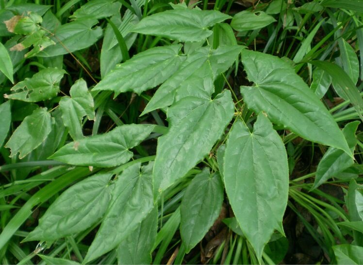 淫羊藿/仙灵脾