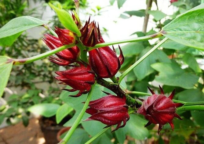 洛神花/玫瑰茄 – 植物红宝石
