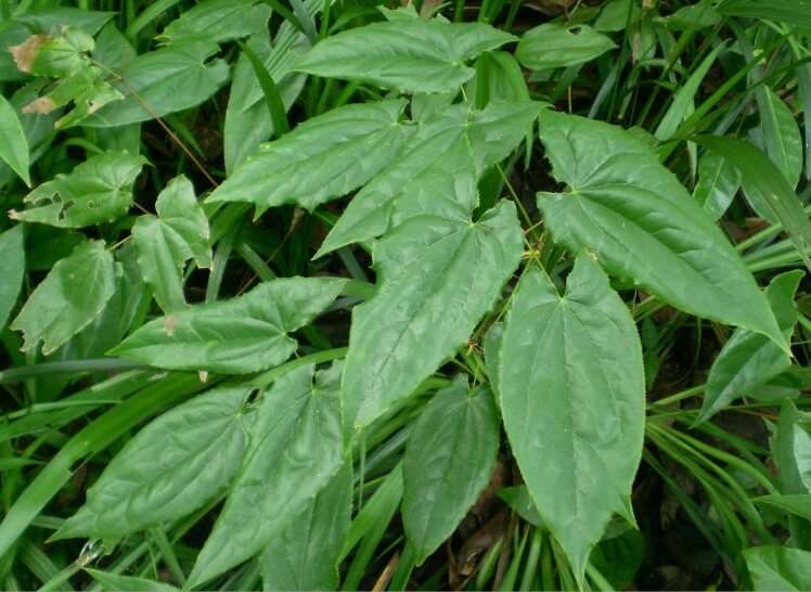 淫羊藿/仙灵脾