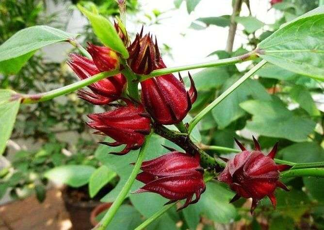 洛神花/玫瑰茄 – 植物红宝石