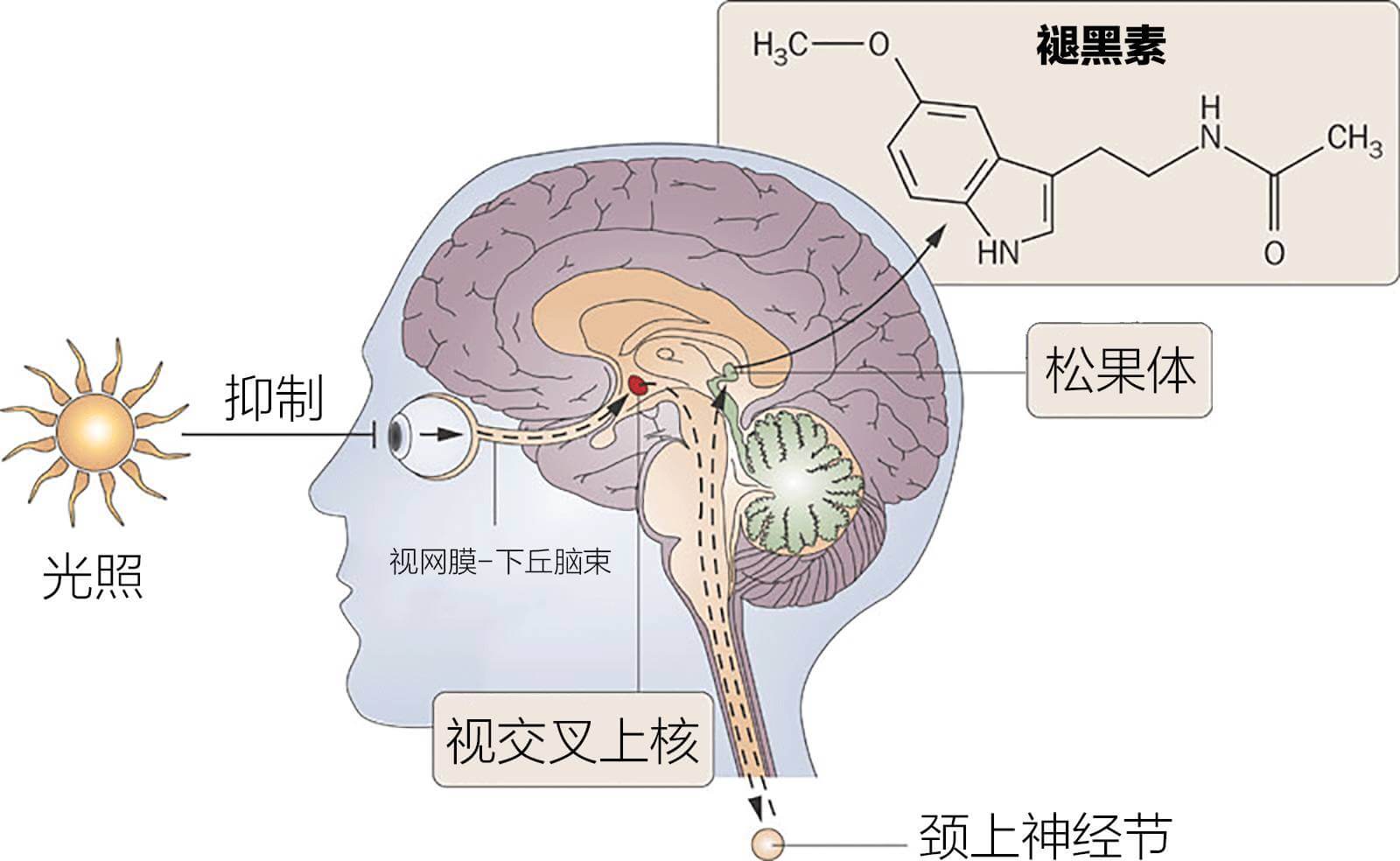 松果腺，褪黑素