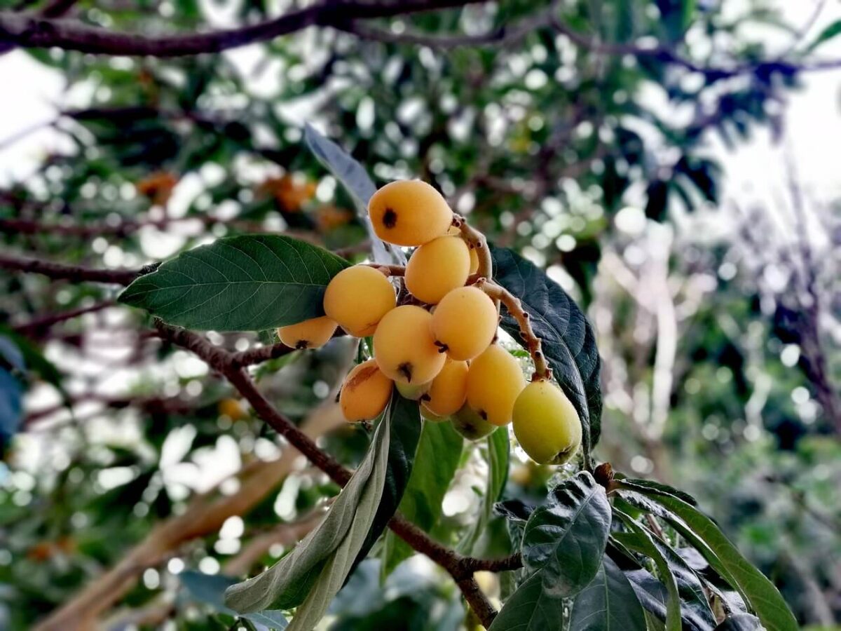 枇杷叶 – 止咳化痰良药