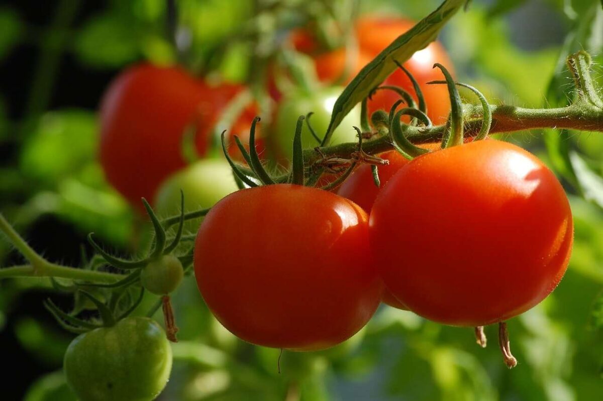 Male Performance and Health – Tomatoes and Lycopene