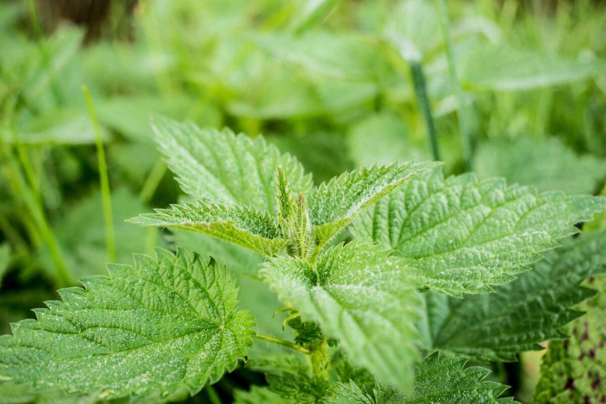 stinging nettle
